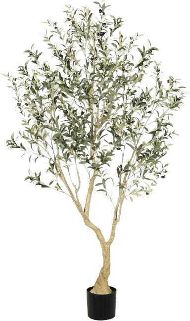 Olive tree