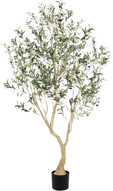 Olive tree